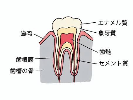 酸蝕症（さんしょくしょう）をご存知ですか？